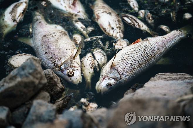 독일 오데르강 연안의 폐사한 물고기 [EPA 연합뉴스 자료사진. 재판매 및 DB 금지]