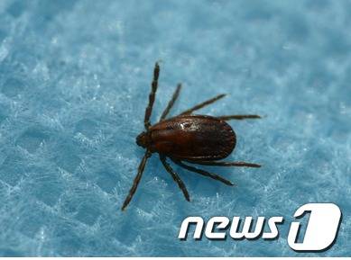 작은 소참 진드기.(질병관리본부 제공) ⓒ News1