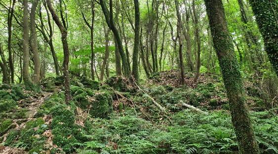 제주도 곶자왈지대 활엽수 숲. 많은 비에도 빗물은 모두 땅속으로 스며들어가고 서서히 증발산을 일으켜 숲 전체의 습도를 유지하며 다양한 식물이 함께 자라는 환경을 만든다. 특히 습도가 높은 곳에서 자라는 고사리류와 이끼류가 번성한다. 홍석환 교수 제공