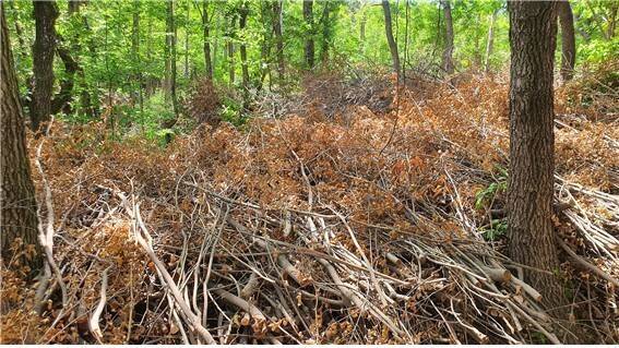 숲가꾸기를 진행한 숲 뒤로 진행하지 않은 숲이 보인다. 물을 장시간 많이 머금을 수 있는 상록활엽수를 모조리 베어내어 숲의 녹색댐 기능이 사라지게 된다. 홍석환 교수 제공