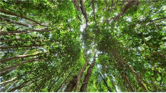 남해안 일대 상록활엽수 유령림. 어린 숲이라도 숲가꾸기를 하지 않은 숲은 나무가 하늘 전체를 가리게 되어 폭우가 내려도 바닥에 직접 내려오는 물이 줄어들게 된다. 또한 잎에 떨어진 빗물은 줄기를 따라 빠르게 뿌리로 이동하여 땅속으로 스며든다. 결국 표면으로 유출되는 빗물은 현저히 줄어들게 되어 홍수 피해를 방지한다. 홍석환 교수 제공