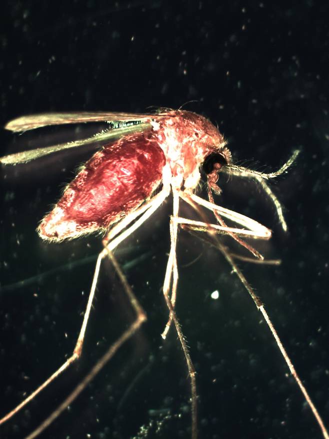 웨스트나일열 매개 모기인 빨간집모기.