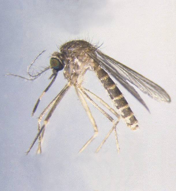 일본뇌염 매개 모기인 작은빨간집모기. ⓒ Richard C. Russell