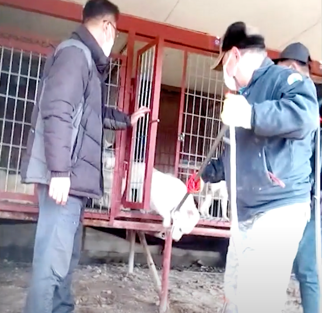 불법 영업으로 법적 처벌을 받은 후에도 경매장 영업을 지속하고 있는 경기도 소재 식용 개 경매장. 동물해방물결 제공.