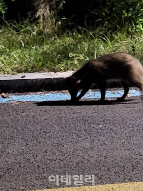 경기 하남시 도로에 나타난 야생너구리.(사진=온라인 커뮤니티)