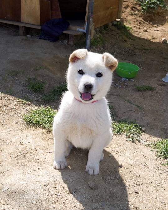 진돗개 (사진=게티이미지뱅크)