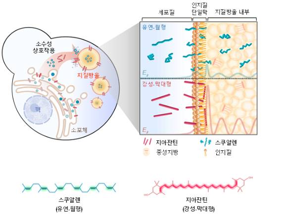 국내 연구팀이 살아있는 미생물 세포로 고부가가치 의약품 소재의 고효율 생산에서부터 소재 맞춤형 저장까지 가능한 ‘비스포크(BESPOKE) 인공세포 소기관’을 내놓았다. [사진=화학연]