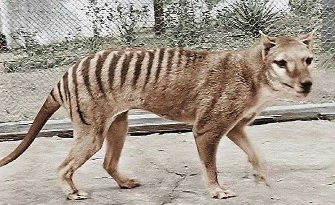 1936년 사망한 ‘테즈메이니아 호랑이’(thylacine)의 마자막 개체 ‘벤자민’. (사진=NFSA Films 유튜브 캡처)