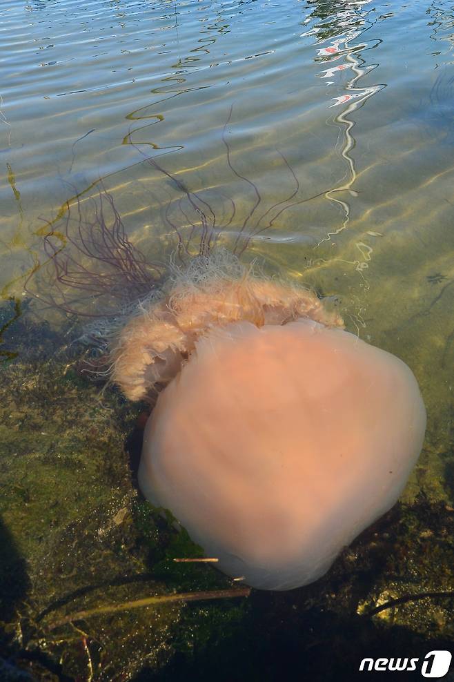 노무라입깃해파리가 지난 2020년 8월14일 오전 경북 포항시 북구 환여동 해안가에서 발견됐다. 노무라입깃해파리는 주로 여름철 우리나라 연안으로 밀려오는 독성이 있는 해파리로 알려져 있다. 2020.8.14/뉴스1 ⓒ News1 최창호 기자