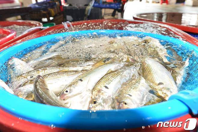 17일 경북 포항시 죽도어시장에서 상인이 가을 대표 생선인 전어를 판매하기 위해 준비하고 있다.2022.8.17/뉴스1 ⓒ News1 최창호 기자