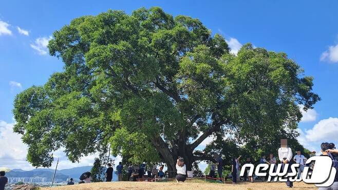 4일 ENA드라마 ‘이상한 변호사 우영우’에 나온 경남 창원시 의창구 대산면 부북리 동부마을 팽나무 앞에서 관광객들이 기념 사진을 찍고 있다.2022.8.4.ⓒ 뉴스1 강대한 기자