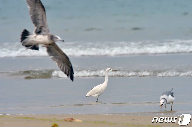 17일 오후 천연기념물 제361호인 노랑부리 백로 한마리가 경북 포항시 남구 해안에서 발견됐다.2022.8.17/뉴스1 ⓒ News1 최창호 기자