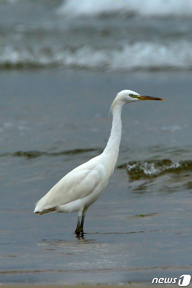 17일 오후 천연기념물 제361호인 노랑부리 백로 한마리가 경북 포항시 남구 해안에서 먹잇감을 노려보고 있다.2022.8.17/뉴스1 ⓒ News1 최창호 기자