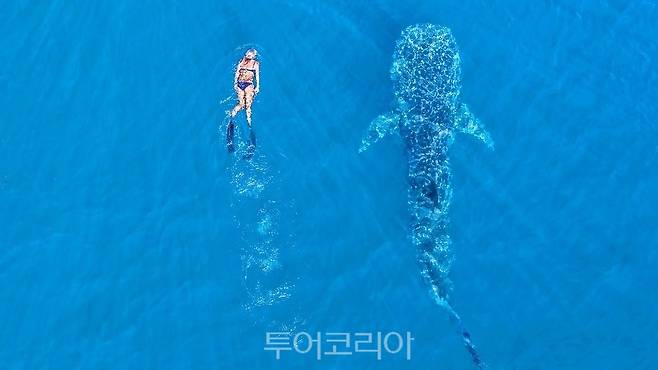 고래상어, 닝갈루 리프/사진출처-서호주 관광청