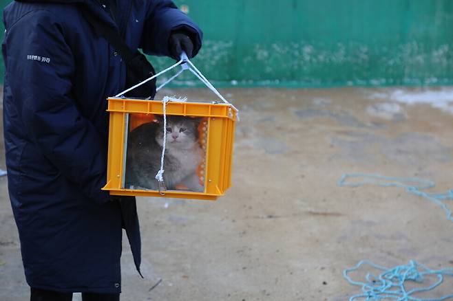 지난 3월 경북 포항시 호미곶 인근 폐양어장에서 여러 마리의 길고양이를 포획해 잔인하게 살해한 학대범에게 징역 4년이 구형됐다. 사진은 지난 3월21일 폐양어장에서 구조되고 있는 고양이. 카라 제공