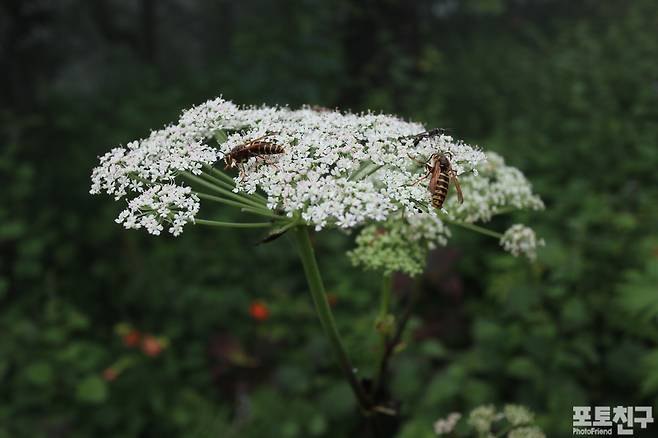 지리강활(개당귀)