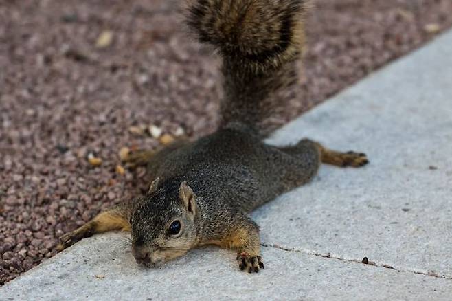 뉴욕 도심에 대자로 뻗은 다람쥐들 - @Lorenzo The Cat