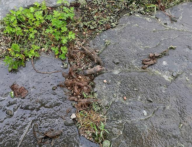 삵의 배설물[사진/조보희 기자]