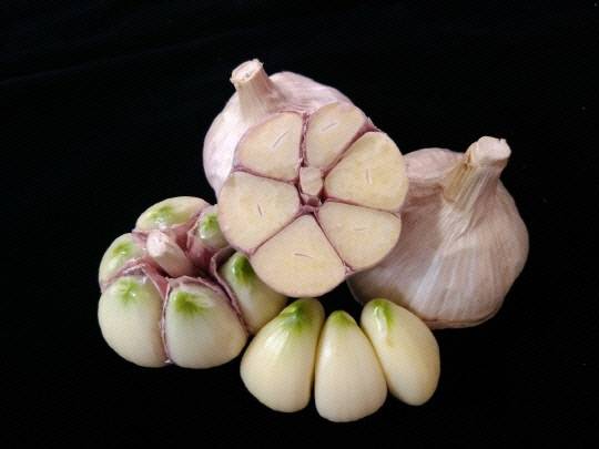 홍성마늘 사진=대전일보 BD