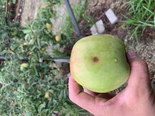 사과 탄저병 발생모습.