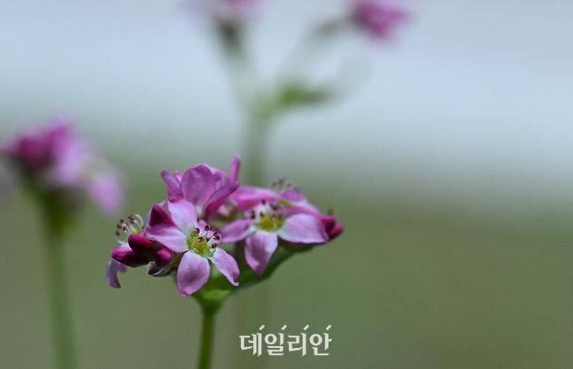 고령지연구소는 메밀의 식품화와 더불어 관상용 메밀도 연구 중이다. 분홍색의 자태가 메밀 특유의 꽃망울과 더불어 조화를 이루고 있다. ⓒ배군득 기자