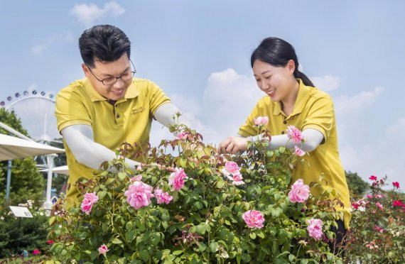 에버랜드 장미 전문가가 '퍼퓸 에버스케이프' 품종을 돌보고 있다. 삼성물산 리조트부문 제공