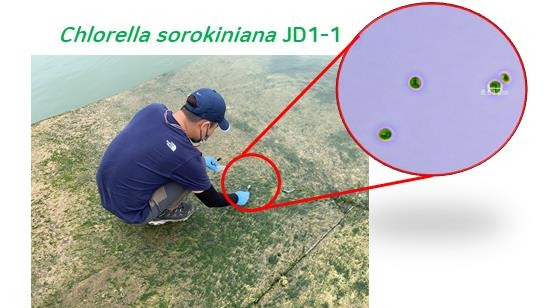 국립호남권생물자원관 연구진이 클로렐라 소로키니아나 JD1-1 균주(Chlorella sorokiniana JD1-1)의 시료를 채취하는 모습. 환경부 제공.