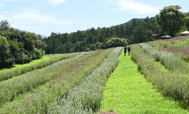 경북 봉화군 춘양면 서벽리 백두대간수목원의 야생화정원. 정원은 수목원의 랜드마크 격인 한국 호랑이숲으로 가는 길에 있다. 지금 여름꽃인 털부처꽃과 긴산꼬리풀이 만개해 야생화 정원의 구릉을 온통 뒤덮고 있다.