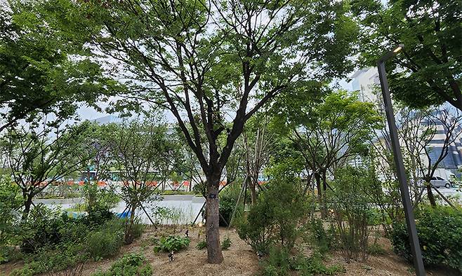 광화문광장에 조성한 느티나무 숲