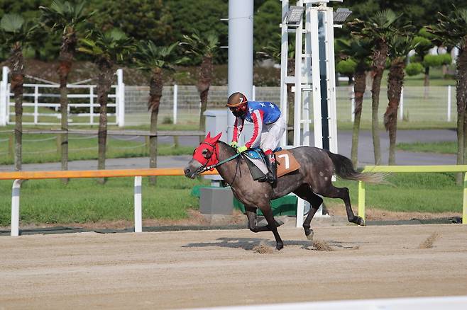 김영래 조교사와 함께 1,500승을 달성한 5세마 '광해왕자'(박성광 기수), 한국마사회
