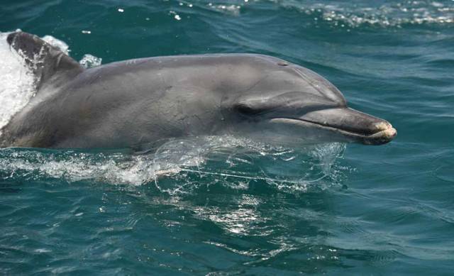 남방큰돌고래 / 사진 = 해양수산부