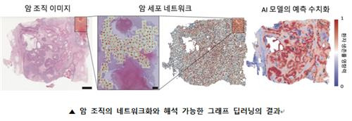 그래프기반 인공지능(AI) 딥러닝 기술 적용 암세포 분석 모습. 서울대학교 제공