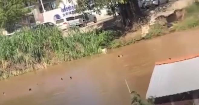지난 18일 캄보디아의 카지노에서 일하던 베트남인 노동자들이 본국으로 돌아오기 위해 빈디 강에 뛰어들어 헤엄치고 있다. VN익스프레스 영상 갈무리