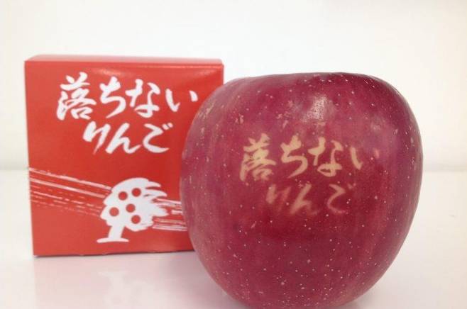 아오모리에서 생산되는 '떨어지지 않는 사과' [북도호쿠3현 홋카이도 서울사무소 제공]