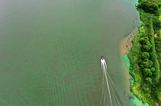 지난 11일 부산 식수원을 취수하는 경남 양산의 물금·매리 취수장 인근 낙동강이 녹조로 초록색을 띄고 있다. 연합뉴스