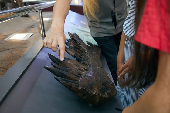 티라노사우루스 이빨 복제품. 가장 큰 상악치(위턱 이빨)는 약 28cm로, 뼈를 부술 만큼 강력하다.
