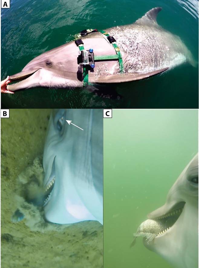 돌고래 몸에 설치된 카메라와 먹이를 잡는 과정에서의 눈, 그리고 먹이를 먹는 모습