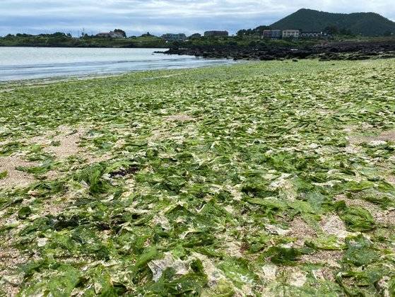 지난 24일 낮 12시 제주시 구좌읍 하도해수욕장에 구멍갈파래가 가득 밀려와 있다. 최충일 기자