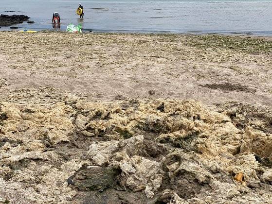 지난 24일 낮 12시 제주시 구좌읍 하도해수욕장으로 밀려와 햇볕에 마른 구멍갈파래를 손으로 뜯어 올리자 악취가 났다. 최충일 기자