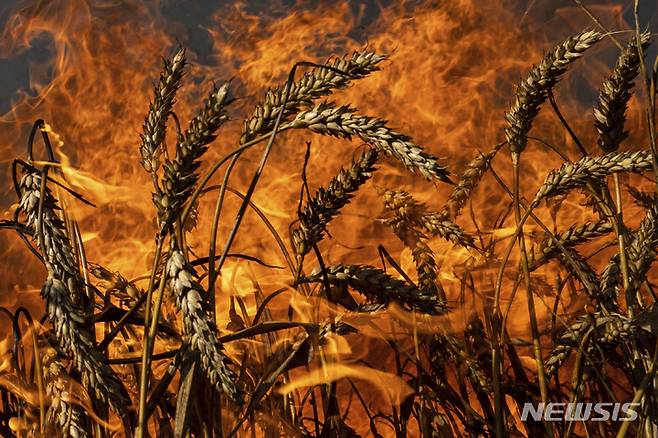 [하르키우=AP/뉴시스] 29일(현지시간) 우크라이나 하르키우의 접경지역 인근 밀밭이 러시아군의 포격으로 불에 타고 있다. 2022.07.30.