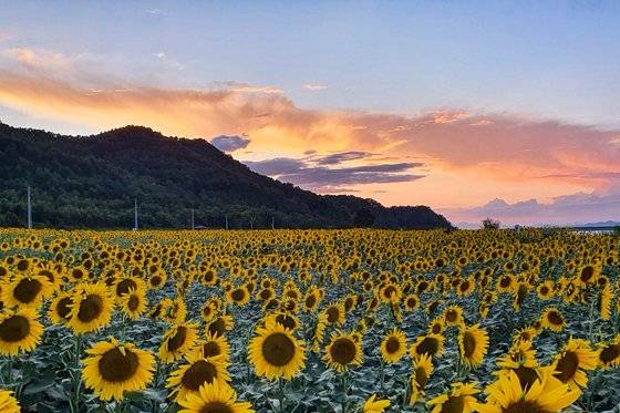 섬 서쪽 난정저수지는 이맘때 주민들이 가꾼 해바라기밭이 장관을 연출한다. 특히 해 질 무렵 풍광이 기막히다. 올해는 장마 탓에 9월 초에 꽃이 만개할 것으로 내다본다. [사진 박용구]
