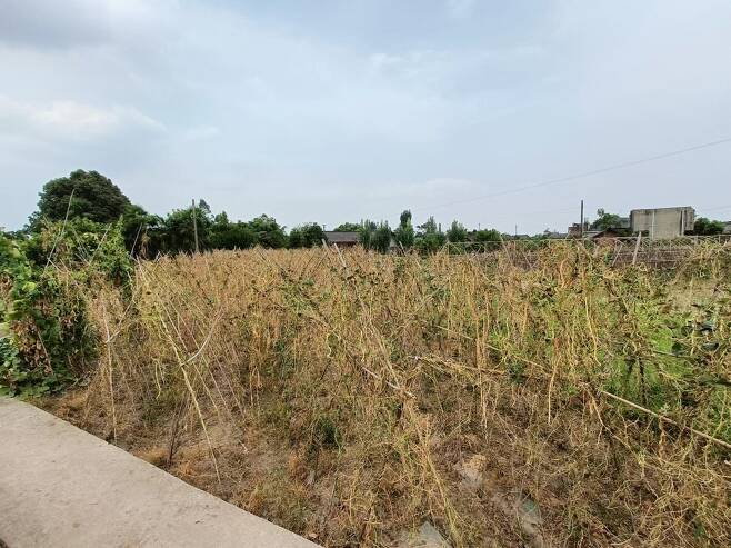 말라붙은 농작물 (쓰촨성=연합뉴스) 박종국 특파원 = 25일 중국 쓰촨성 네이장현의 한 밭에 있는 농작물이 말라붙은 모습. 쓰촨성은 3개월 동안 극심한 폭염과 가뭄이 이어지고 있다. 2022.8.25 pjk@yna.co.kr