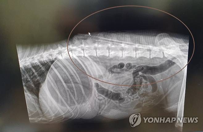 개 몸에 박힌 화살 (제주=연합뉴스) 26일 오전 제주시에서 몸통에 화살이 관통된 개가 발견됐다. 이 개가 제주시 공무원 등에 의해 병원으로 옮겨진 후 촬영된 엑스레이 사진. 2022.8.26 [제주시 제공. 재판매 및 DB 금지] koss@yna.co.kr