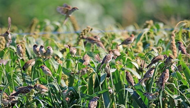 수확 앞둔 조 밭의 참새떼 [촬영 유형재]