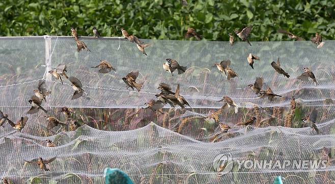 먹고 말거야 [연합뉴스 자료사진]