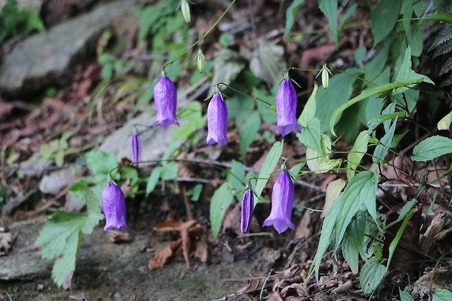 화악산 금강초롱꽃 무리.
