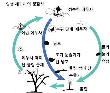 불사 해파리의 생활사. 초록색 화살표는 일반적인 과정을 가리키고 푸른색 화살표는 역경에 닥쳐 ‘회춘’하는 경로를 가리킨다. 마리아 파스쿠알-토르네르 외 (2022) ‘PNAS’ 제공.