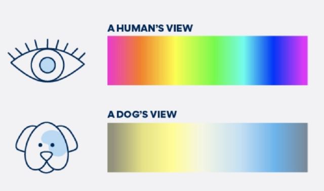 개와 인간의 색상 인식표. 개는 빨간색과 녹색을 구분하지 못하는 적록색맹에 가깝다. PETMD