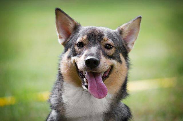 "헥헥, 너무 더워요" 더운 여름철이면 혓바닥을 내밀고 거친 숨을 몰아쉬는 개, 고양이를 자주 볼 수 있다. 미국애견협회(American Kennel Club)