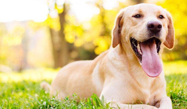 "산책은 좋은데, 더운 건 싫어요!" 동물들은 사람보다 체온 조절능력이 떨어진다. 더운 날에는 그늘에서 20~30분 간격으로 자주 쉬어야 한다. AKC